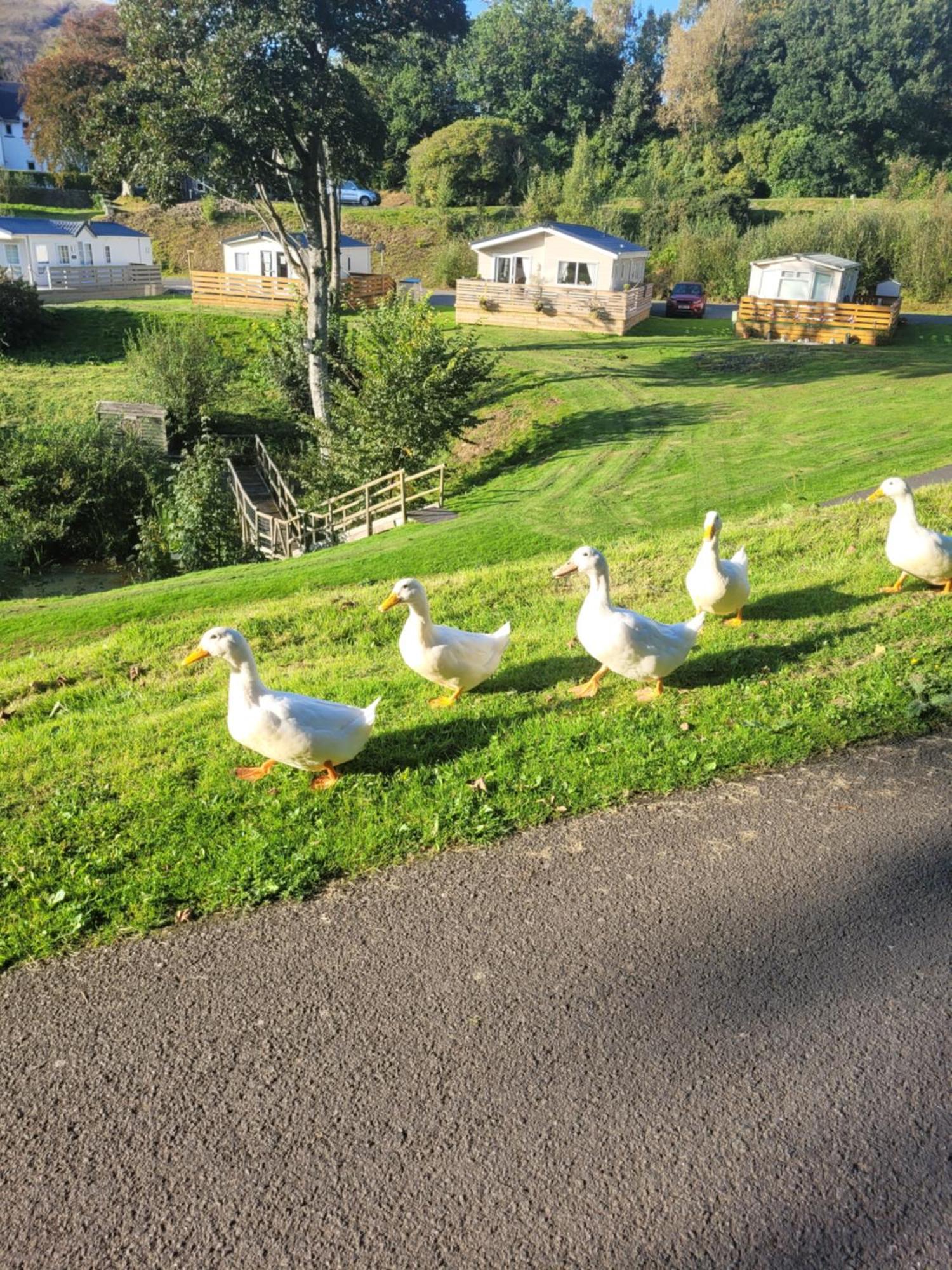 The Sunny Bunny Holiday Home Ballantrae المظهر الخارجي الصورة